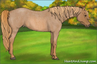 Horse Color:Red Roan 
