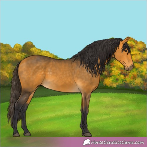 Horse Color:Buckskin