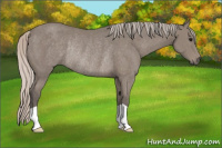 Horse Color:Silver Black Rabicano