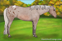 Horse Color:Silver Bay Appaloosa