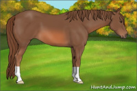 Horse Color:Chestnut 