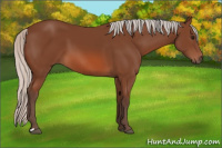 Horse Color:Silver Bay 
