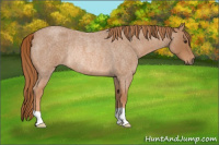 Horse Color:Red Roan Rabicano