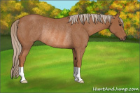 Horse Color:Chestnut Rabicano