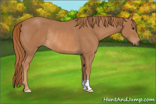 Horse Color: Chestnut Rabicano 
