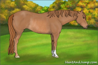 Horse Color:Chestnut Rabicano