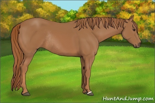 Horse Color: Chestnut Rabicano 