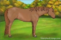 Horse Color:Chestnut Rabicano 