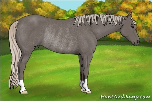 Horse Color: Silver Black Rabicano 
