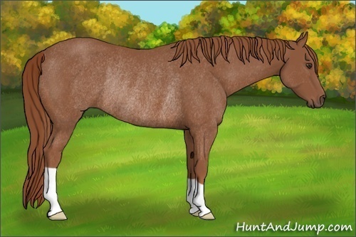 Horse Color: Chestnut Rabicano 
