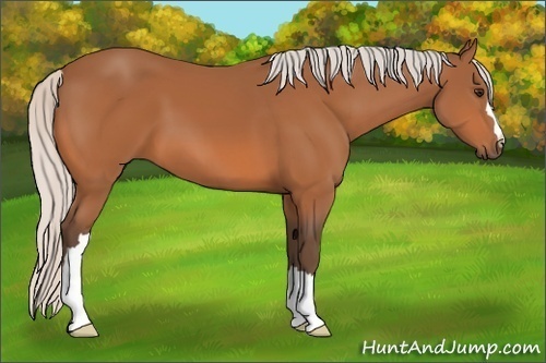 Horse Color: Silver Bay 