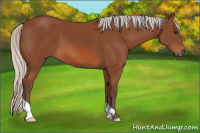 Horse Color:Silver Bay 