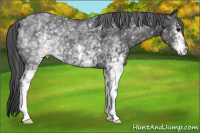 Horse Color:White Spotted Brown 