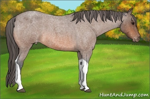 Horse Color:Unknown 