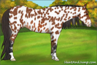 Horse Color:Bay Appaloosa