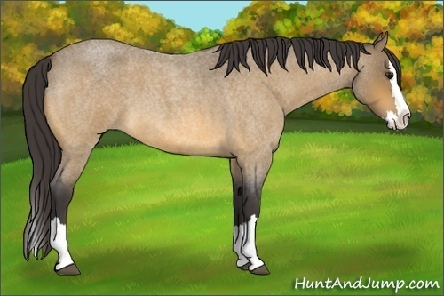 Horse Color:Unknown 