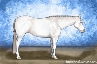 Horse Color:White Spotted Bay Appaloosa 