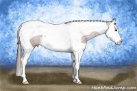 Horse Color:Bay Splash Tobiano Appaloosa 