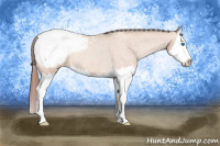 Horse Color:Amber Champagne Splash Snowcap Rabicano 