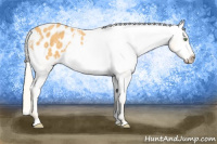Horse Color:Gold Cream Champagne Appaloosa 