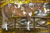 Horse Color:White Spotted Chocolate Palomino Splash 