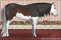 Horse Color:Brown Splash 