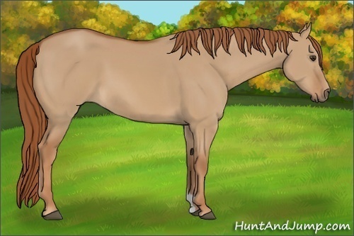 Horse Color:Red Dun 