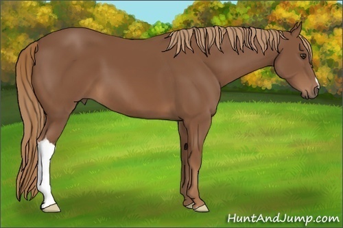 Horse Color: Chestnut 