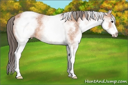 Horse Color:White Spotted Bay Appaloosa