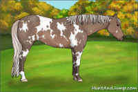 Horse Color:White Spotted Silver Black