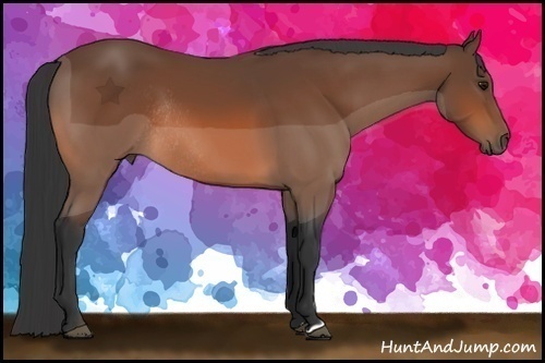 Horse Color:Bay Rabicano