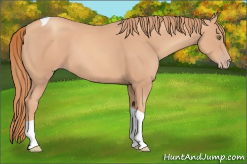 Horse Color: Unknown 