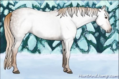 Horse Color:Gray Chestnut 