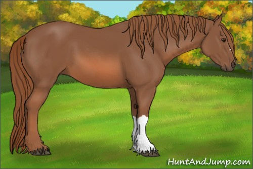 Horse Color: Chestnut 