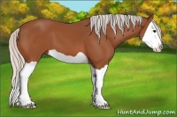 Horse Color:Silver Bay Splash 