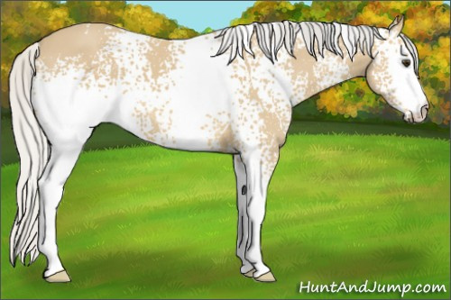 Horse Color: White Spotted Silver Buckskin 