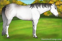 Horse Color:Gray Bay 