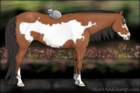 Horse Color:Bay Frame 