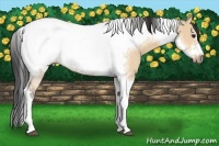 Horse Color:Bay Dun Tobiano Frame 