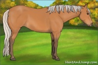 Horse Color:Silver Bay 