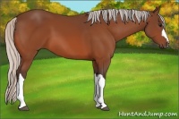 Horse Color:Silver Bay 