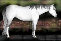 Horse Color:Gray Black 
