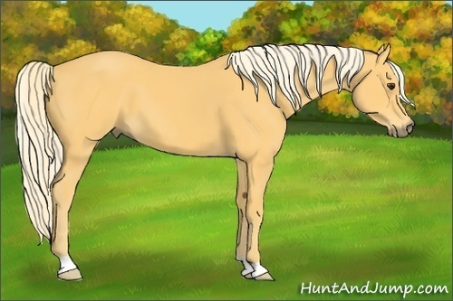 Horse Color:Palomino 
