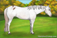 Horse Color:Chestnut Appaloosa 