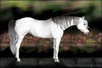 Horse Color:Gray White Spotted Brown Blanket 
