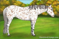 Horse Color:Bay Appaloosa 