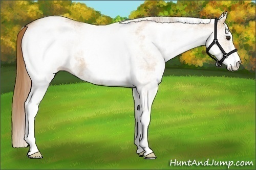 Horse Color:White Spotted Red Dun Roan 