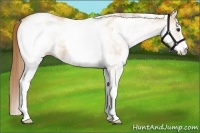 Horse Color:White Spotted Red Dun Roan 
