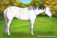 Horse Color:Amber Champagne Dun Sabino