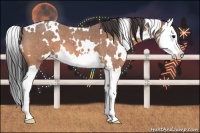 Horse Color:White Spotted Bay Roan Splash 